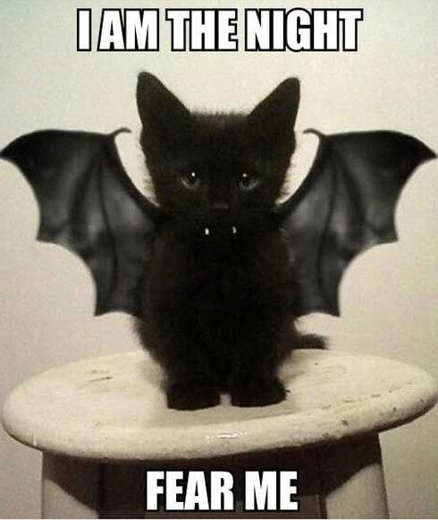 SHOP ALL - Pets Halloween - HERE SHOP ALL - Pets Halloween - HERE